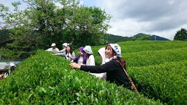 【きらきら☆したら】設楽町茶摘み体験2017！